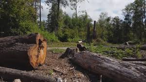 Best Tree Health Inspection  in Reno, TX