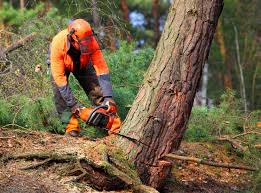 Best Tree and Shrub Care  in Reno, TX