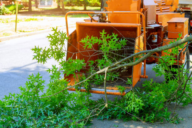 Best Lawn Watering Services  in Reno, TX