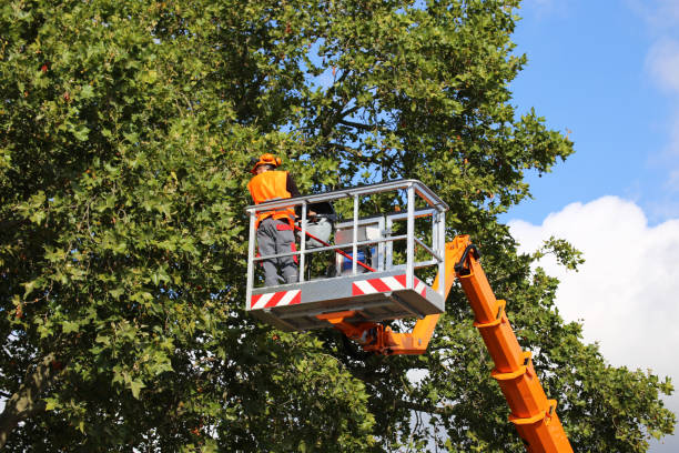 Best Weed Control  in Reno, TX