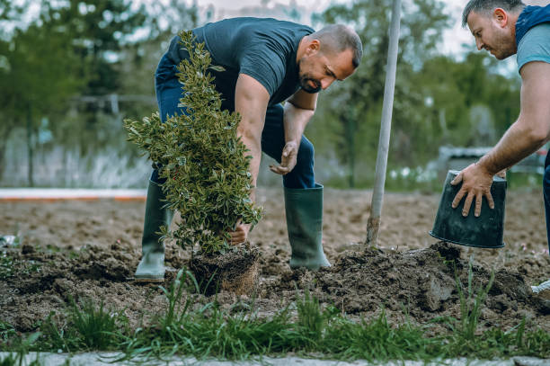 Best Pest Control for Lawns  in Reno, TX