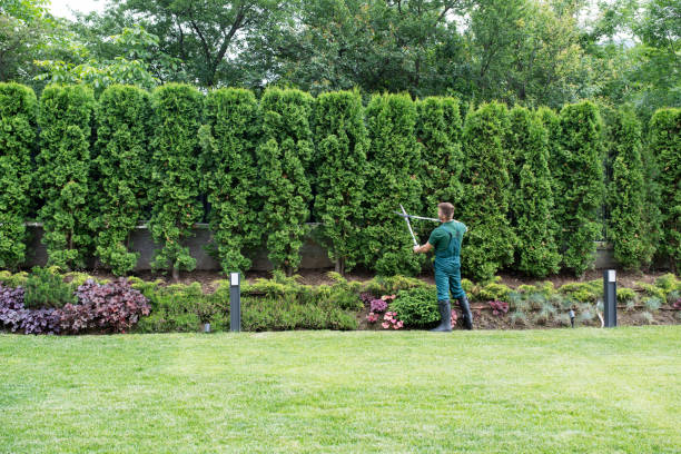 Reliable Reno, TX Tree Services Solutions