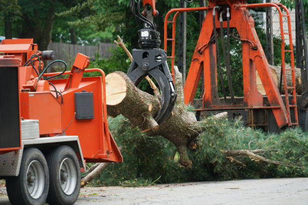 How Our Tree Care Process Works  in  Reno, TX