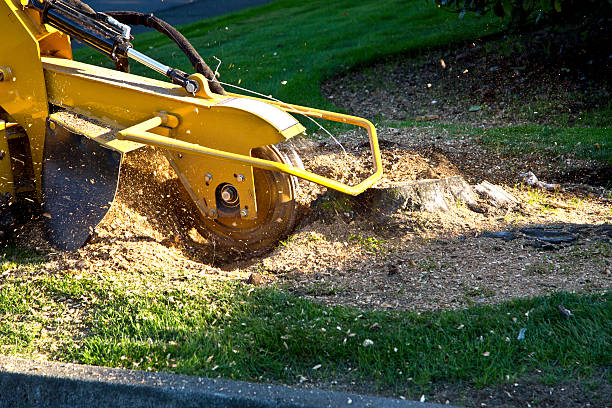 Best Lawn Grading and Leveling  in Reno, TX