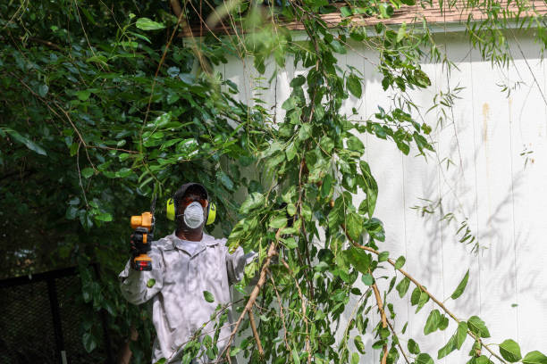 Best Tree Maintenance Programs  in Reno, TX