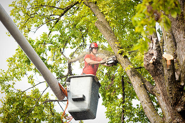 How Our Tree Care Process Works  in  Reno, TX